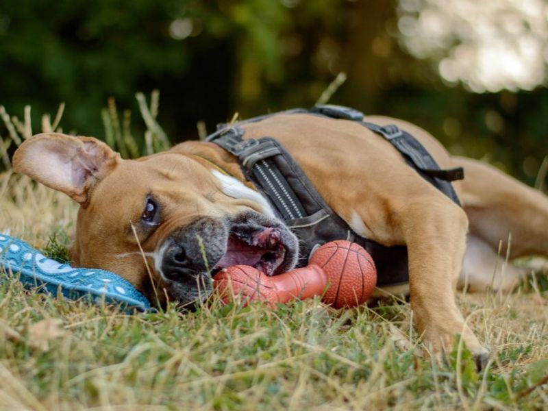 Hilda | Boxer Cross | Kenilworth (West Midlands) - 4