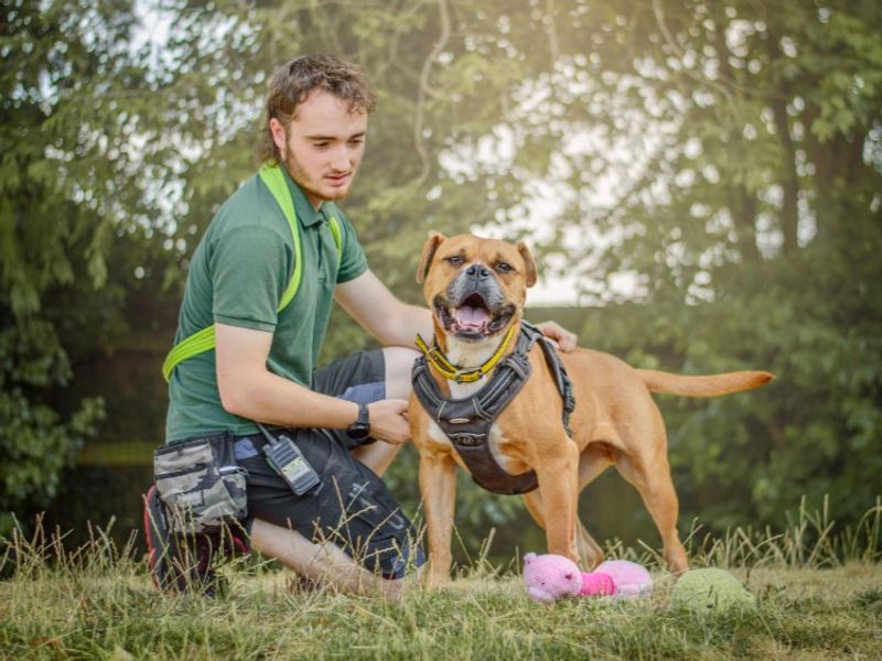 Hilda | Boxer Cross | Kenilworth (West Midlands) - 3