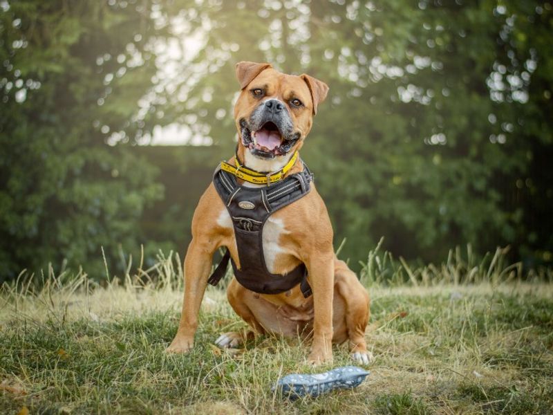 Hilda | Boxer Cross | Kenilworth (West Midlands) - 1