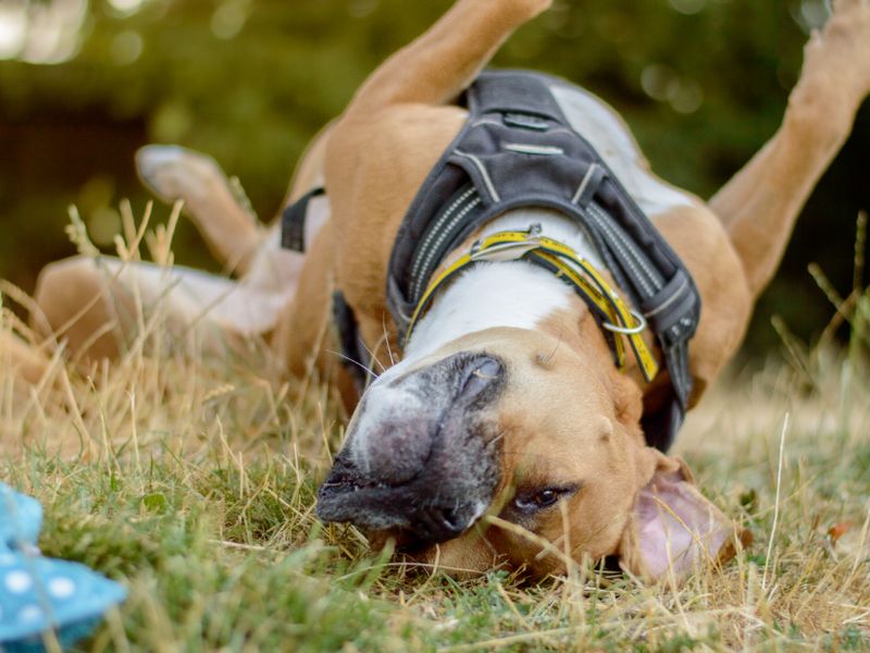 Hilda | Boxer Cross | Kenilworth (West Midlands) - 11