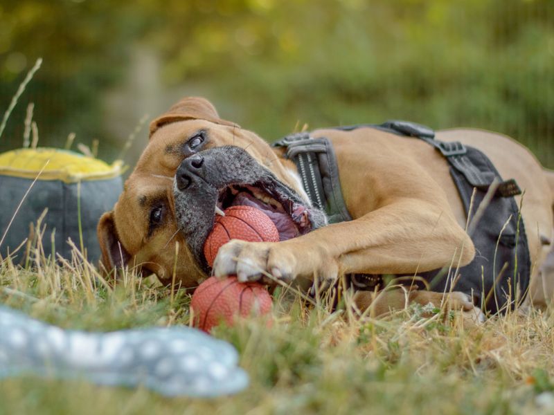Hilda | Boxer Cross | Kenilworth (West Midlands) - 12