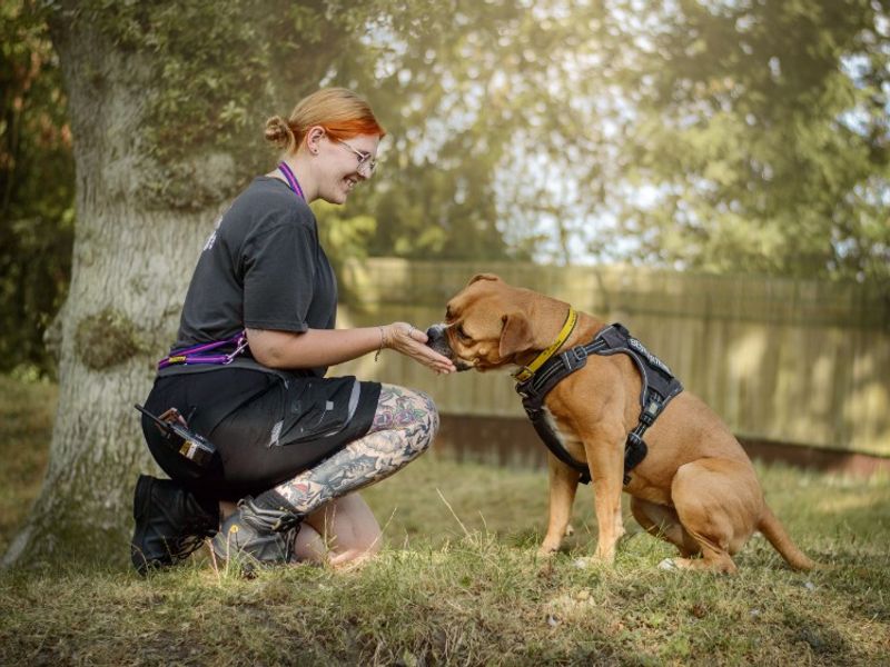 Hilda | Boxer Cross | Kenilworth (West Midlands) - 5