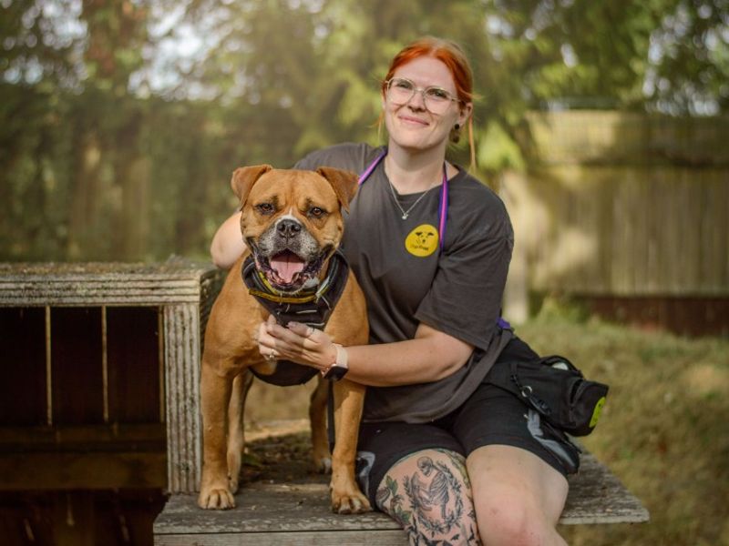 Hilda | Boxer Cross | Kenilworth (West Midlands) - 2