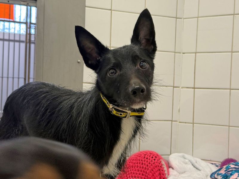 Jack Russell Terrier for adoption in Glasgow – 1 year old - Image 2 of 2