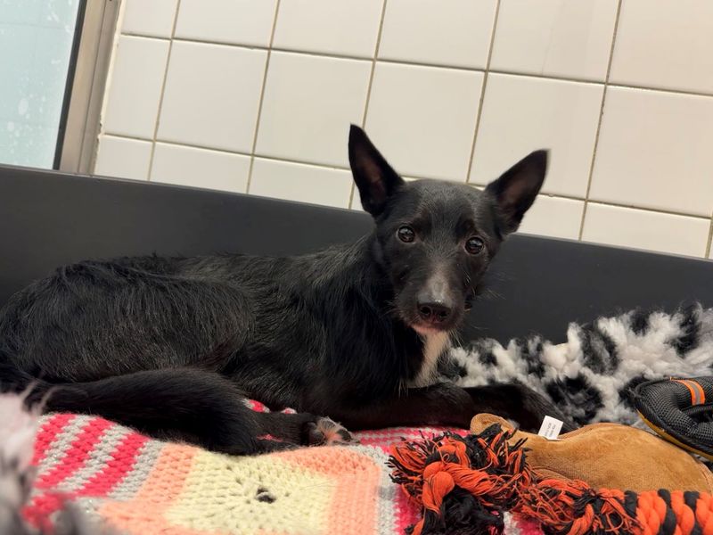 Finch | Terrier (Jack Russell) Cross | Glasgow - 1