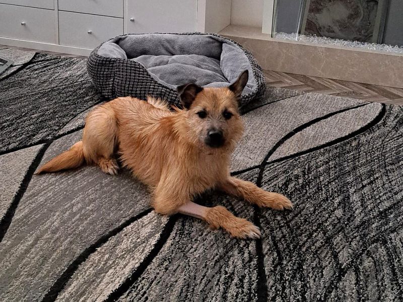 Hope | Terrier (Border) Cross | Glasgow - 1