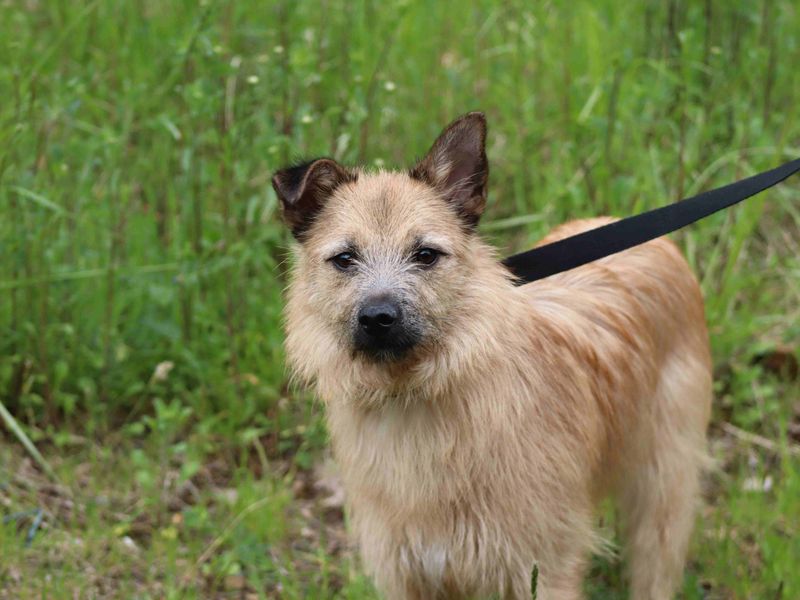 Hope | Terrier (Border) Cross | Glasgow - 1