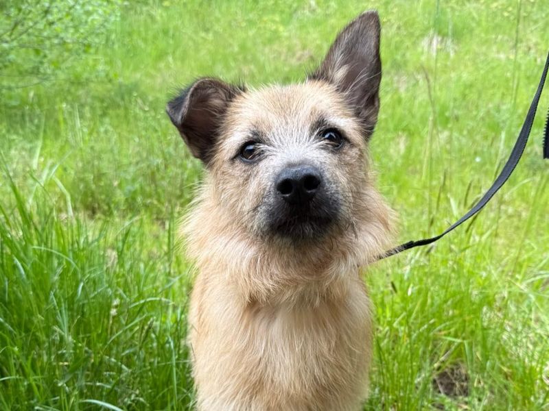 undefined | Terrier (Border) Cross | undefined - 6