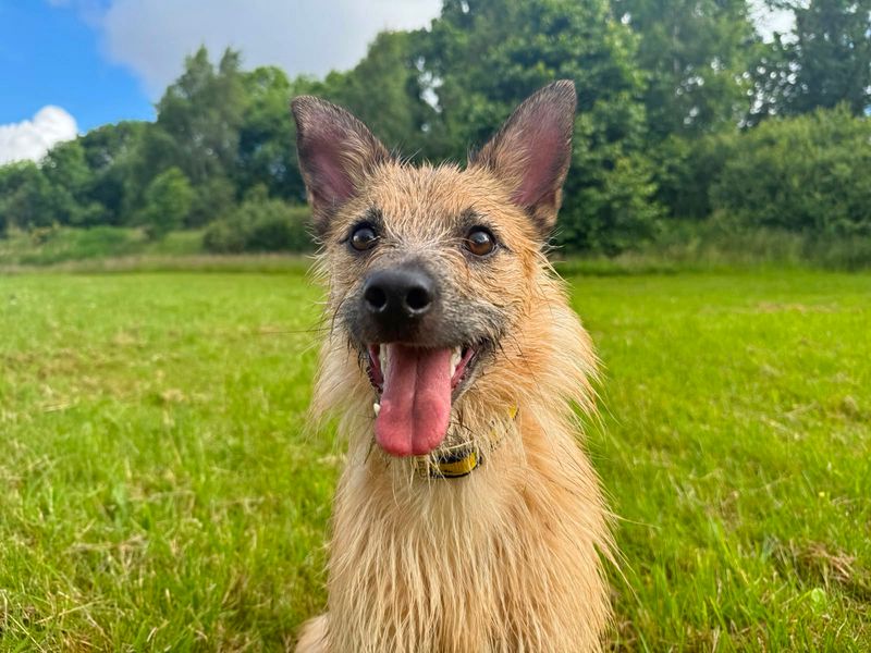 undefined | Terrier (Border) Cross | undefined - 4