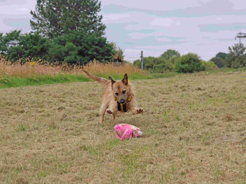 Hope | Terrier (Border) Cross | Glasgow - 2