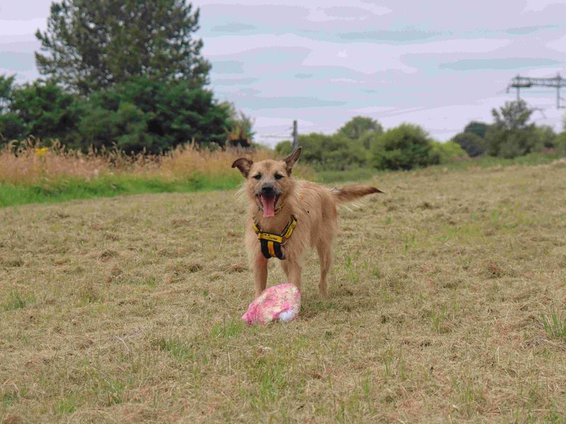 Hope | Terrier (Border) Cross | Glasgow - 4