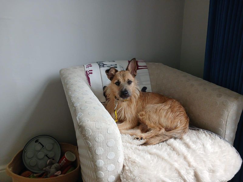 Hope | Terrier (Border) Cross | Glasgow - 6