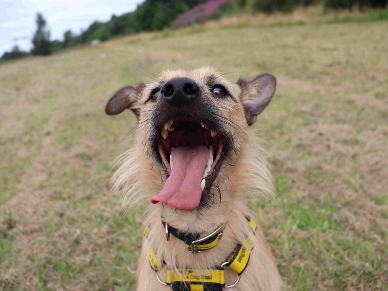 Hope | Terrier (Border) Cross | Glasgow - 3