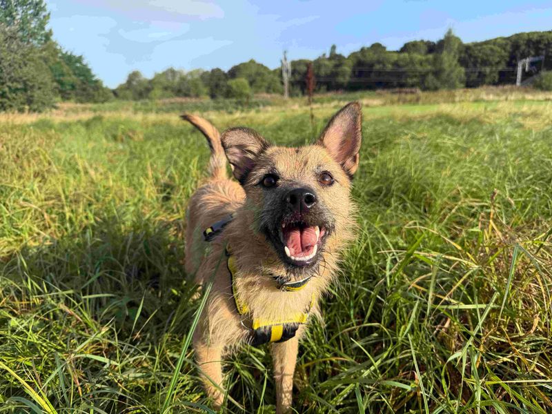 Hope | Terrier (Border) Cross | Glasgow - 8