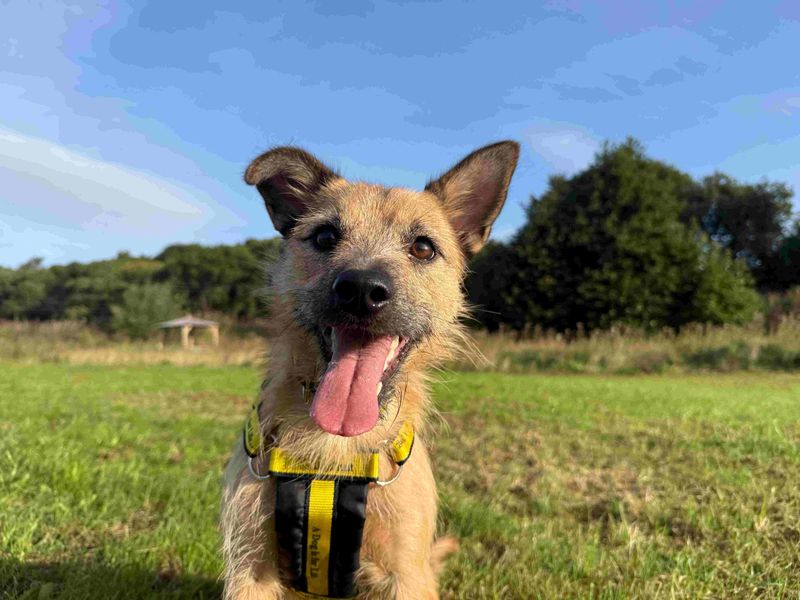 Hope | Terrier (Border) Cross | Glasgow - 1