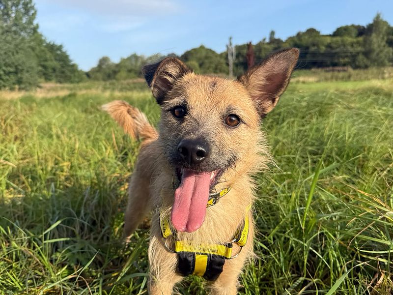 Hope | Terrier (Border) Cross | Glasgow - 3