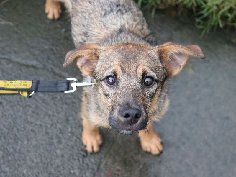 Jack Russell Terrier for adoption in Glasgow, Scotland – 10 months old