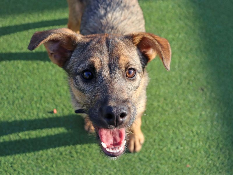 Faith, a 10 months old female Jack Russell Terrier available for adoption from Dogs Trust in Glasgow, Scotland