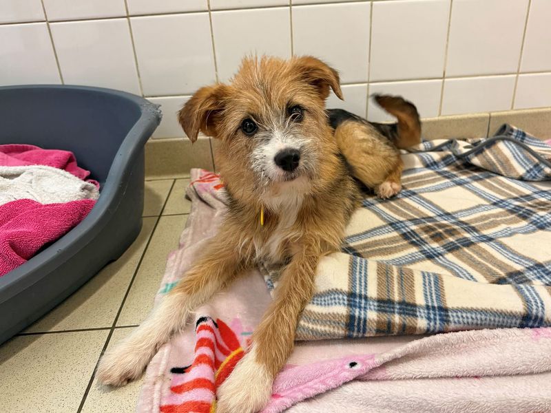 Yorkshire Terrier for adoption in Glasgow, Scotland – 12 months old