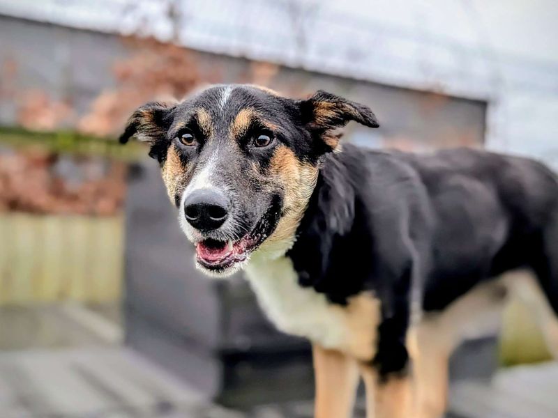 Border Collie for adoption in Cardiff – 1 year old - Image 4 of 5