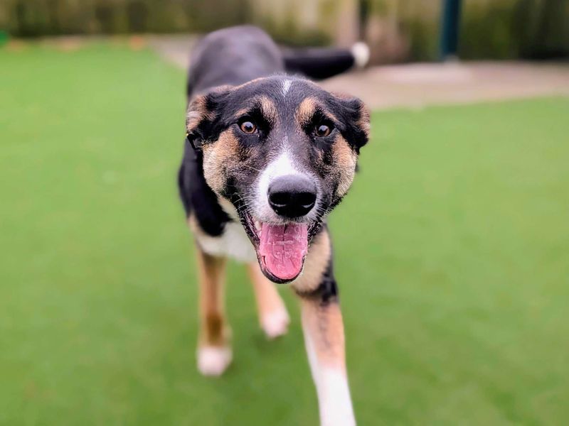 Border Collie for adoption in Cardiff – 1 year old - Image 3 of 5