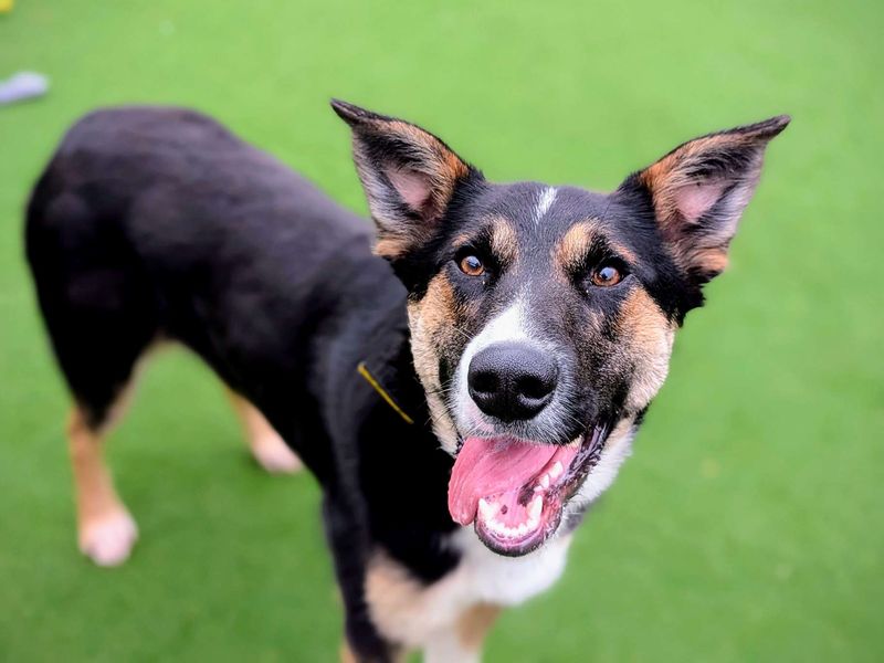 Border Collie for adoption in Cardiff – 1 year old - Image 2 of 5