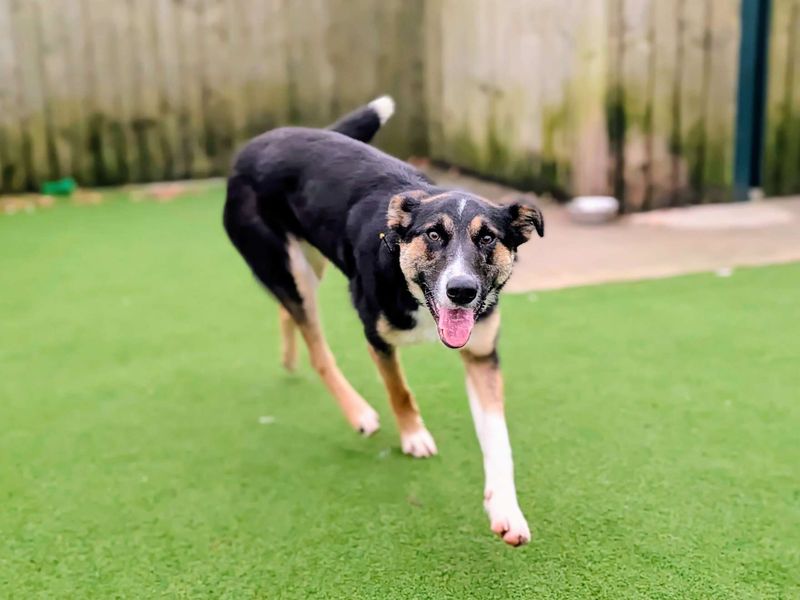 Border Collie for adoption in Cardiff – 1 year old - Image 5 of 5