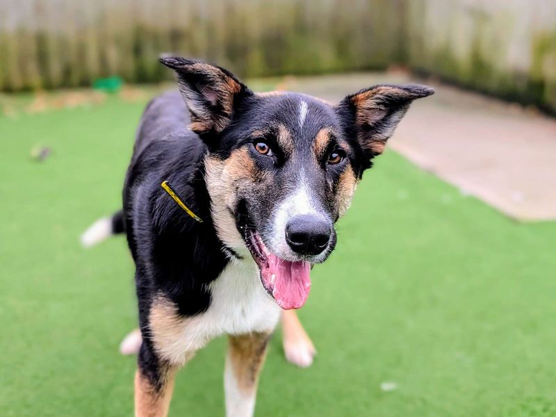 Border Collie Dogs And Puppies For Adoption