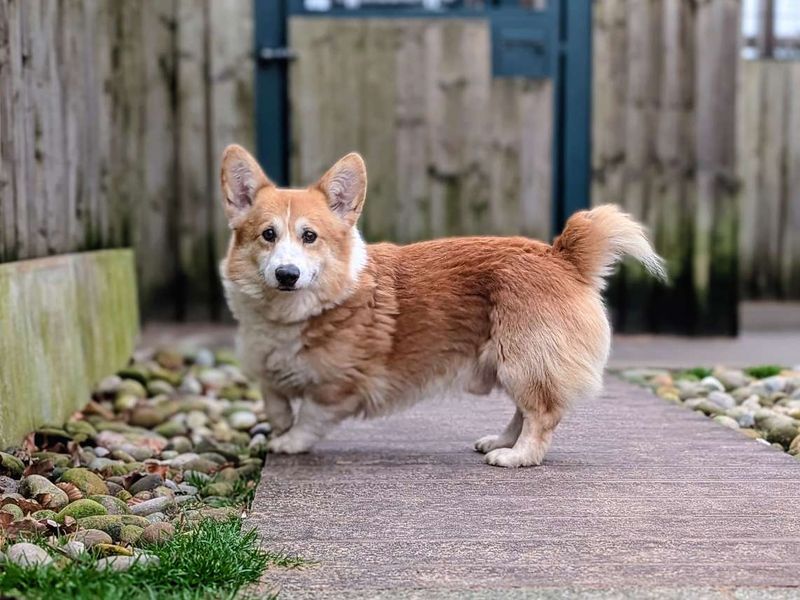 Corgi for adoption in Cardiff – 9 years old - Image 2 of 3