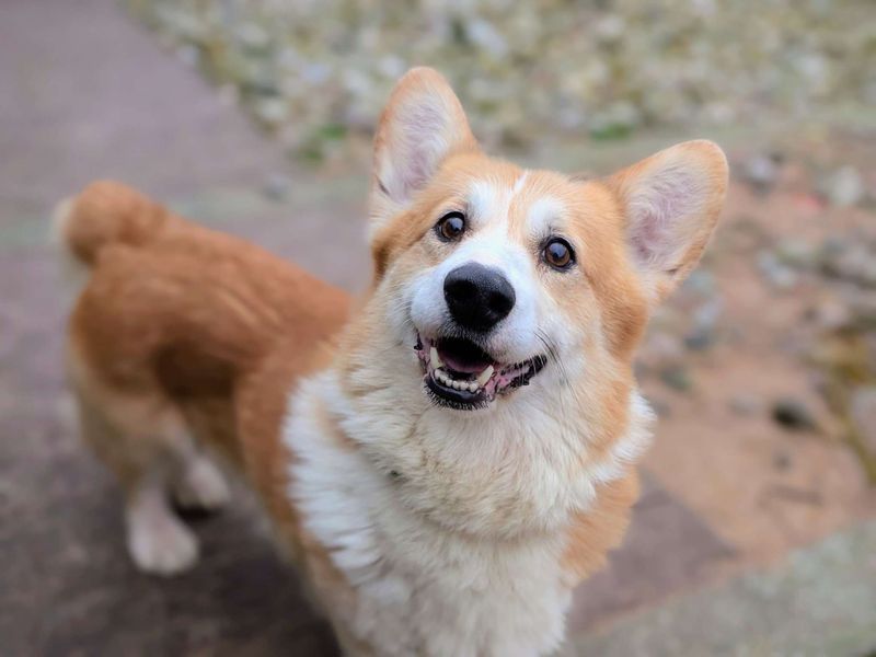 Corgi for adoption in Cardiff, Glamorgan – 9 years old