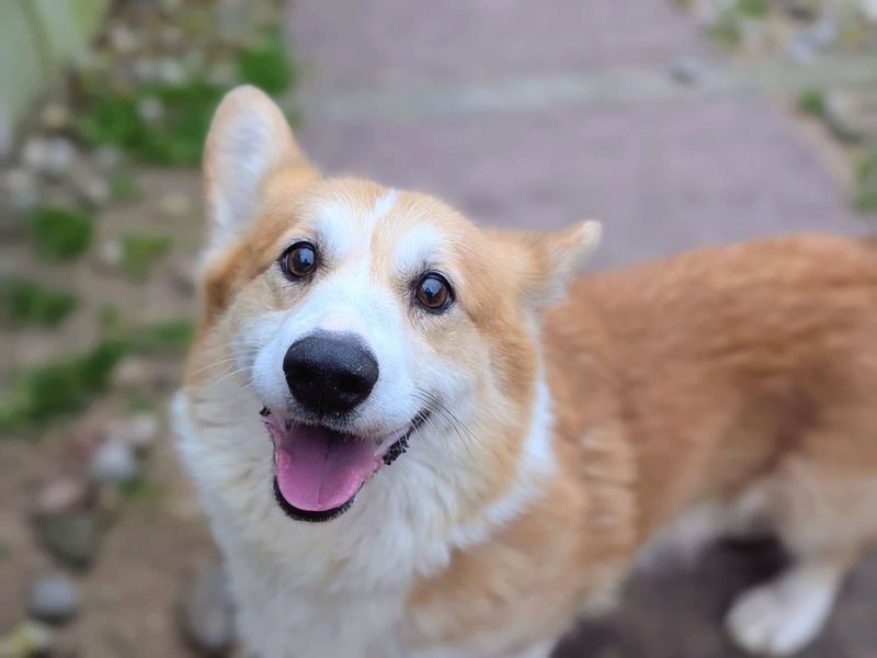 Corgi for adoption in Cardiff – 9 years old - Image 3 of 3