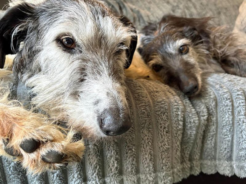 Hank | Lurcher | Merseyside (Liverpool) - 1