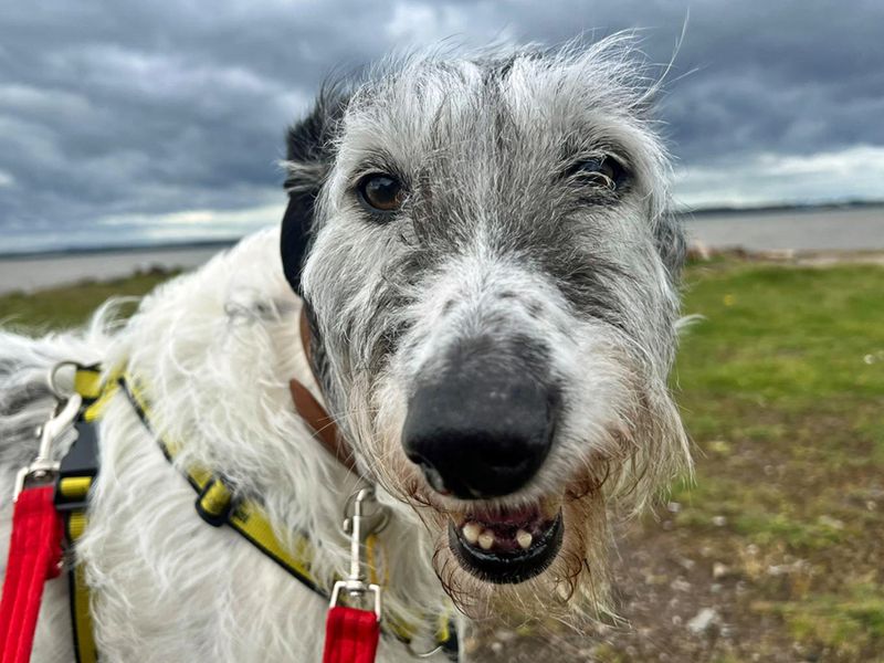 undefined | Lurcher | undefined - 4