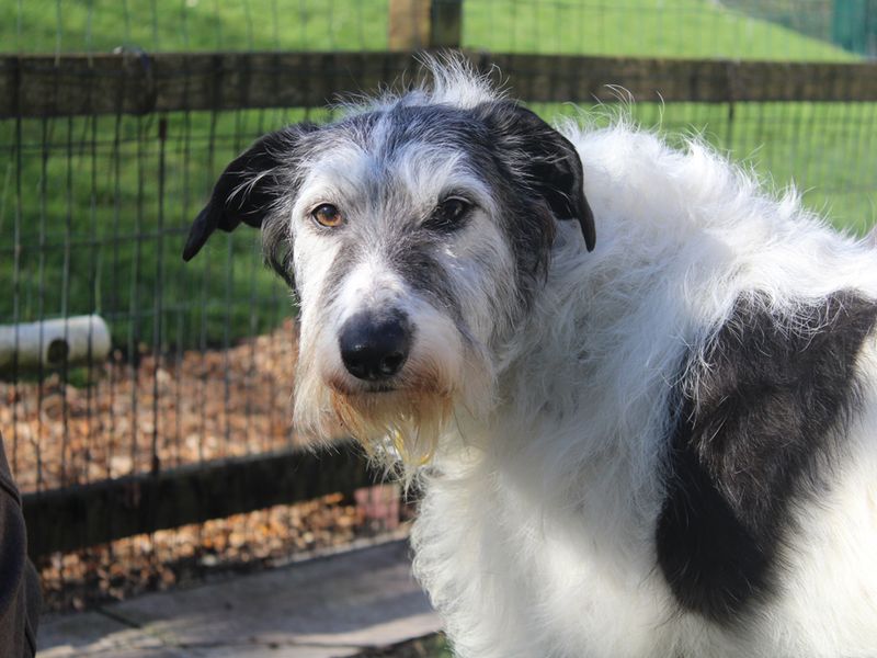 undefined | Lurcher | undefined - 2