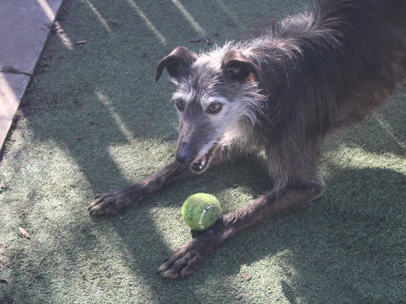 undefined | Whippet Cross | undefined - 4