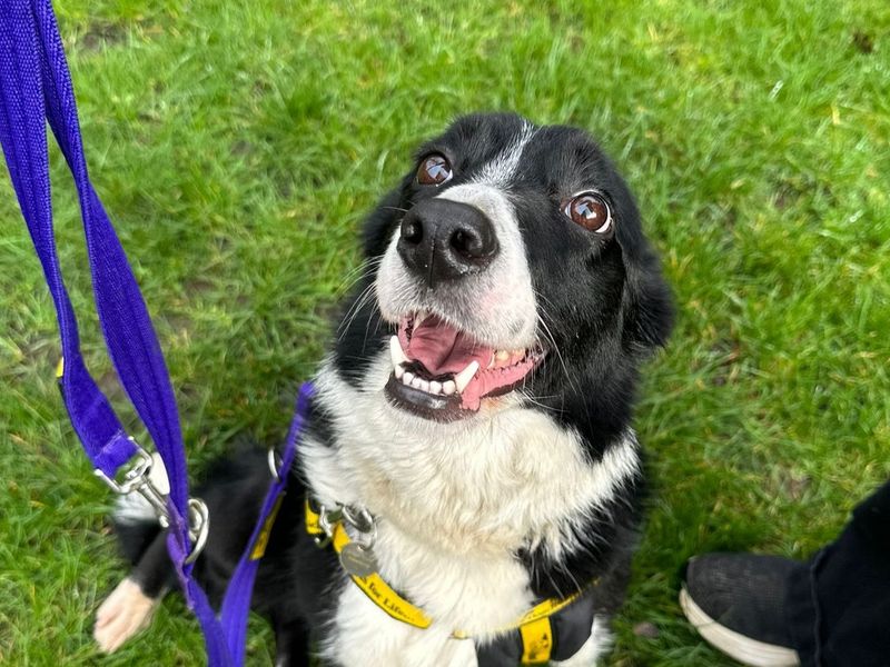 Eifer, a 4 years old female Collie available for adoption from Dogs Trust in Newbury, Berkshire