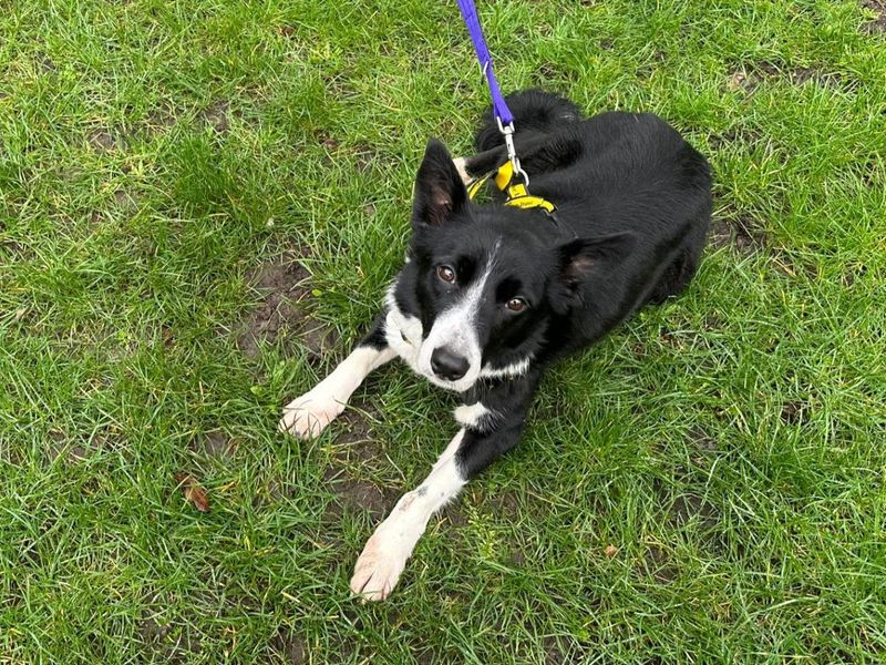 Eifer - Image 2 of 4