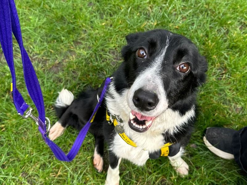 Eifer - Image 4 of 4