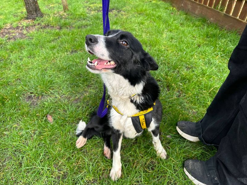 Eifer - Image 3 of 4