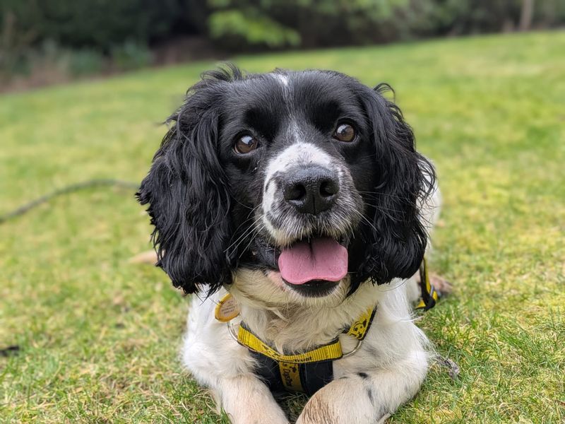 Harlow - Image 2 of 3