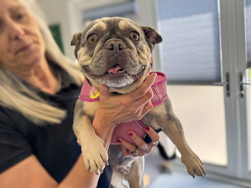 Nelly | French Bulldog | Basildon (Essex) - 1