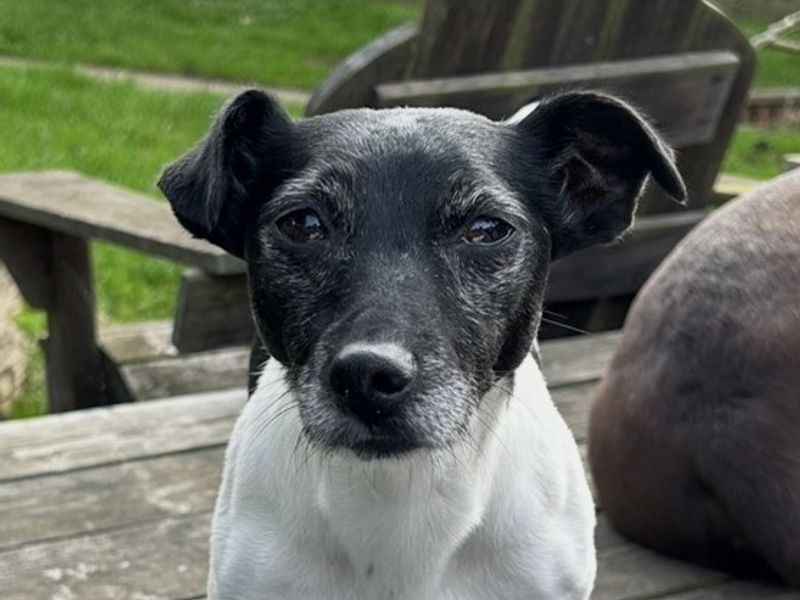 Betty | Terrier (Fox Smooth) | Salisbury (Wiltshire) - 1