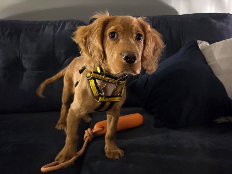 Cocker Spaniel for adoption in West Calder, West Lothian – 4 months old - Image 2 of 4