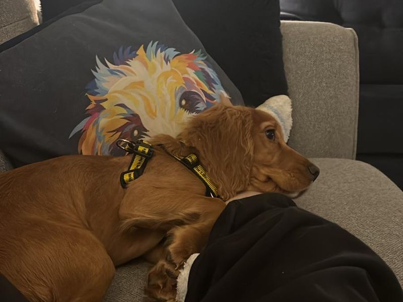 Cocker Spaniel for adoption in West Calder, West Lothian – 4 months old