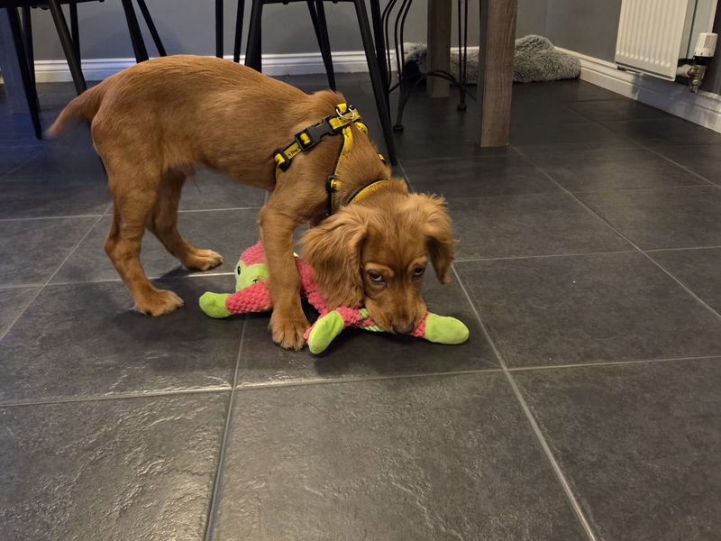 Cocker Spaniel for adoption in West Calder, West Lothian – 4 months old - Image 3 of 4