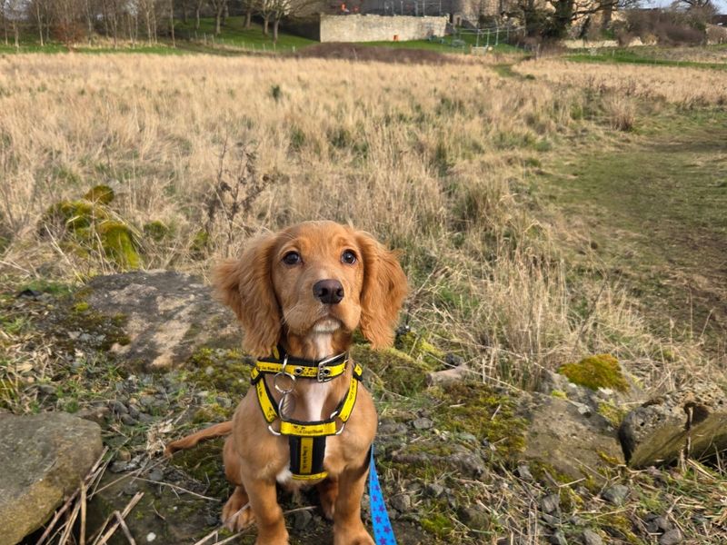 Cocker Spaniel for adoption in West Calder, West Lothian – 4 months old - Image 4 of 4