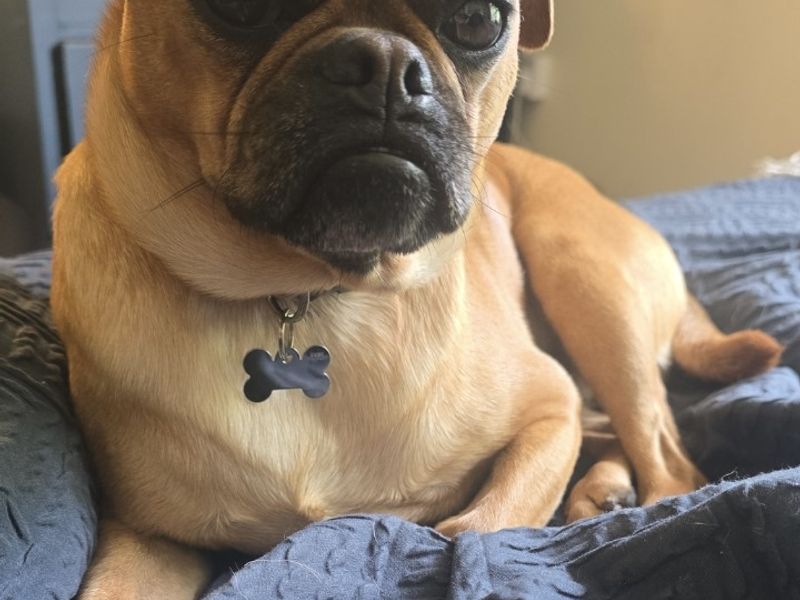 Pug Dogs And Puppies For Adoption