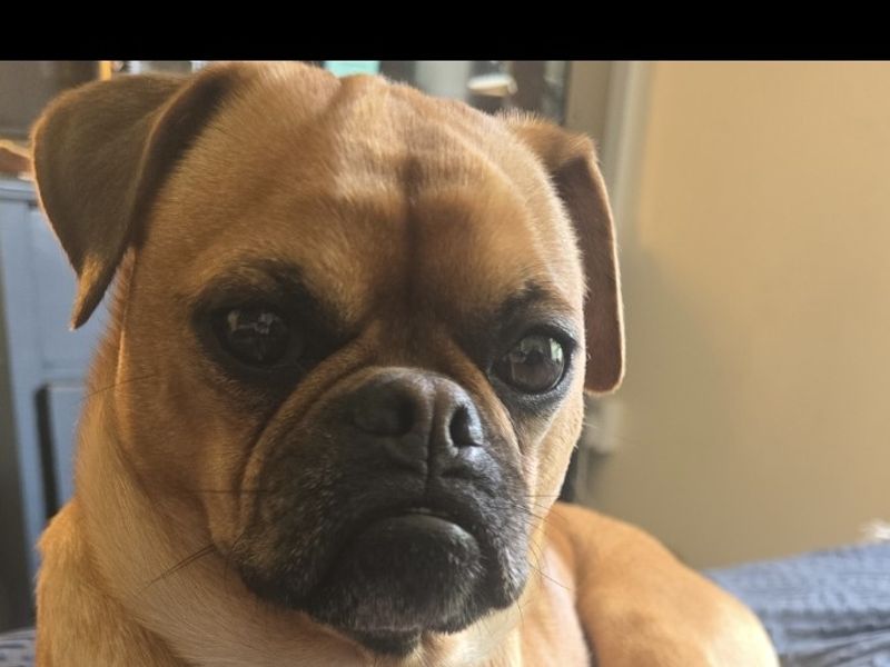 Mops | Terrier (Jack Russell) Cross | Salisbury (Wiltshire) - 1
