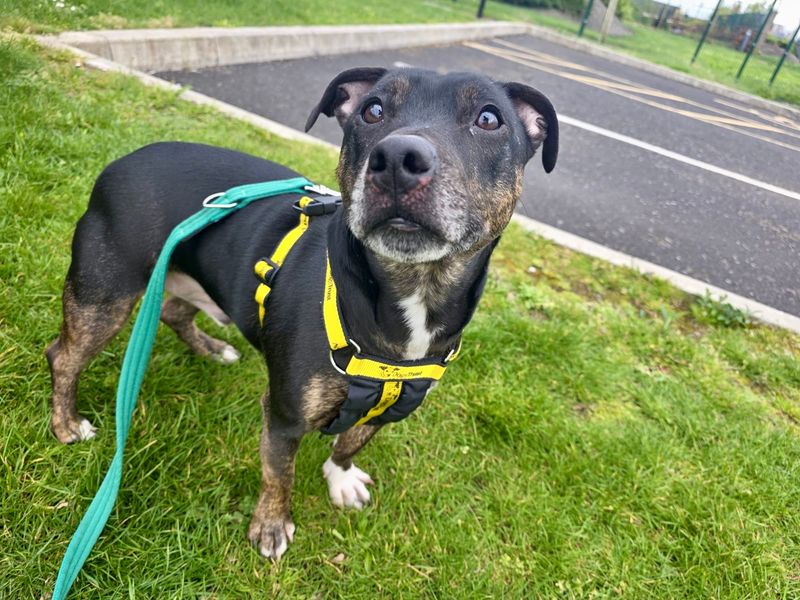 undefined | Terrier (Staffordshire Bull) Cross | undefined - 5