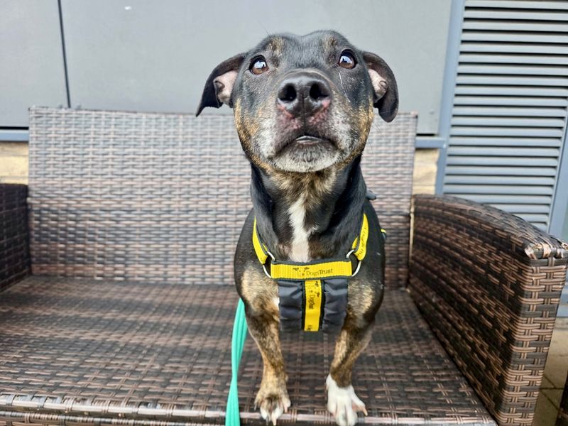 Jack Russell Terrier Dogs And Puppies For Adoption